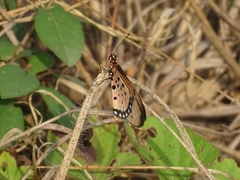 Acraea caecilia