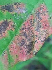 Asteromella platanoidis