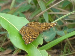 Junonia chorimene