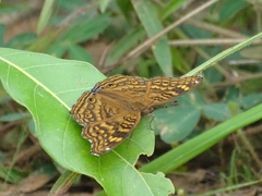 Junonia chorimene