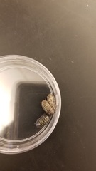 Armadillidium vulgare