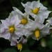 Solanum tuberosum - Photo (c) harrylurling,  זכויות יוצרים חלקיות (CC BY-NC), הועלה על ידי harrylurling