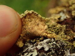 Crocodia rubella