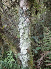 Pannaria athroophylla