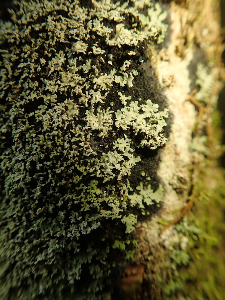 Pannaria athroophylla