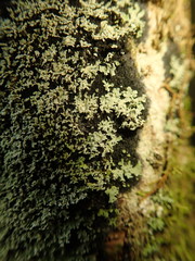 Pannaria athroophylla