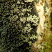 Pannaria athroophylla - Photo (c) Marley Ford, algunos derechos reservados (CC BY-NC-SA), subido por Marley Ford