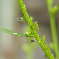Uroleucon erigeronense