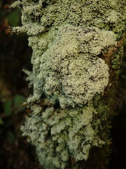 Pannaria athroophylla