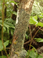 Psoroma asperellum