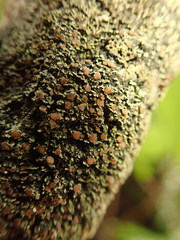 Psoroma asperellum