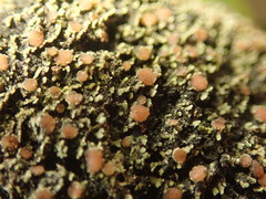 Psoroma asperellum