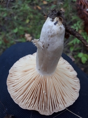 Lactarius flexuosus