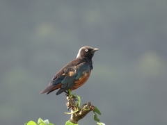 Lamprotornis pulcher