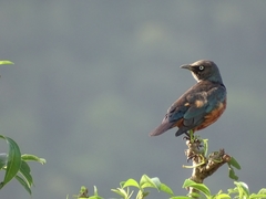 Lamprotornis pulcher