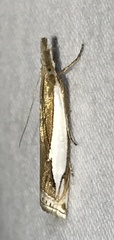 Crambus watsonellus