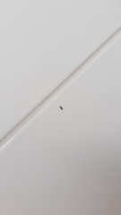 Salticus scenicus