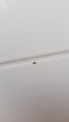 Salticus scenicus