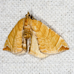 Eulithis molliculata