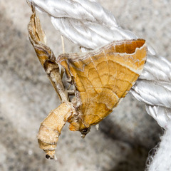 Eulithis molliculata