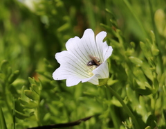 Limnanthes