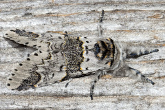 Furcula occidentalis