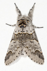 Furcula occidentalis