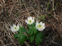 Eranthis tanhoensis