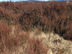 Dracophyllum subulatum