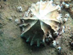 Siphonaria gigas