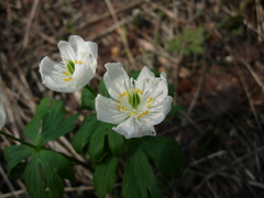Eranthis tanhoensis