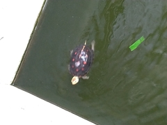 Cuora flavomarginata