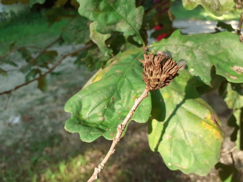 Oak Artichoke Gall Wasp