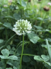 Trifolium repens
