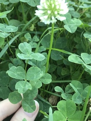 Trifolium repens