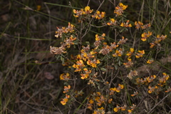 Pultenaea myrtoides