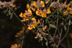Pultenaea myrtoides