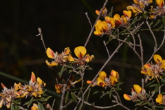 Pultenaea myrtoides