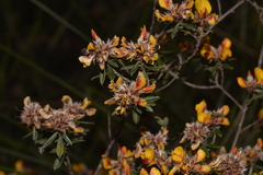 Pultenaea myrtoides