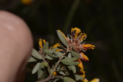 Pultenaea myrtoides