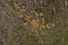 Pultenaea myrtoides
