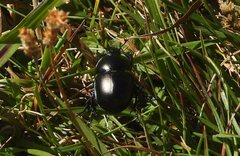 Trypocopris vernalis