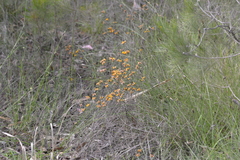 Pultenaea myrtoides