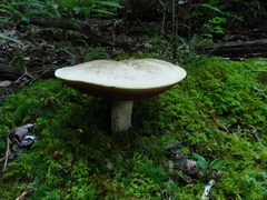 Caloboletus firmus