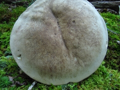 Caloboletus firmus