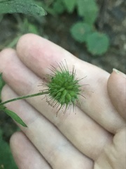 Geum urbanum