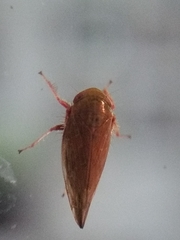 Cicadellidae