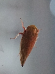 Cicadellidae
