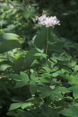 Filipendula glaberrima