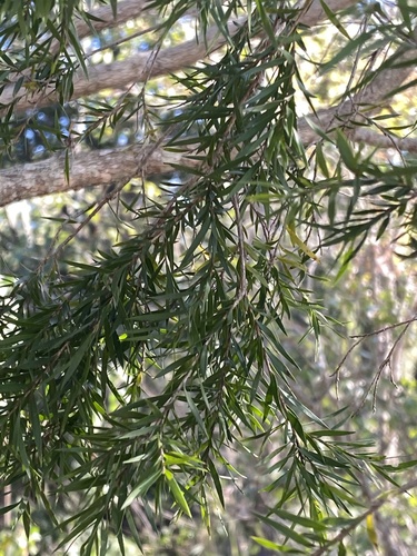Melaleuca bracteata